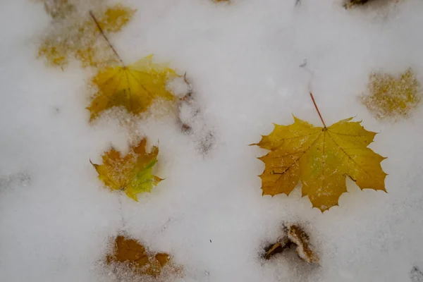 Folhas Bordo Coloridas Primeira Neve Outono Novembro Parque — Fotografia de Stock