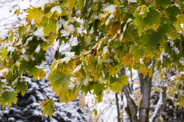 Renkli akçaağaç yaprakları, ilk kar. Sonbahar, Kasım, Park.