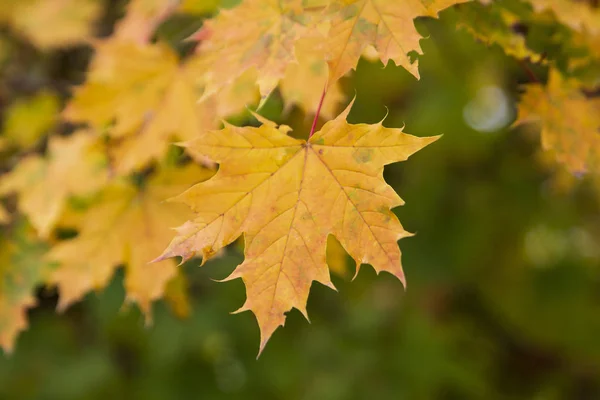 Renkli akçaağaç yaprakları. Yakın çekim. Hint Yazı.