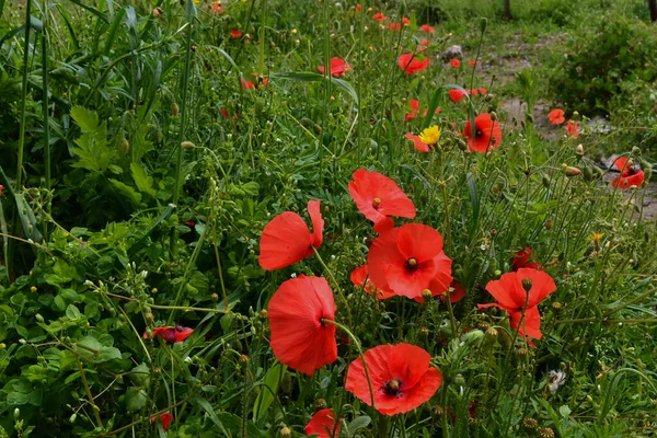 Amapolas Rojas Prado Hierba Verde Primavera Naturaleza — Foto de Stock