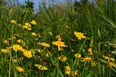 Sarı papatyalar... Papatya, çayırda. Yeşil çimenler. Yaz.