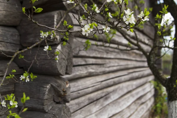 Eski ahşap ev, gri odun duvarlar, bitki dalları, çiçek açan erik, hiç kimse