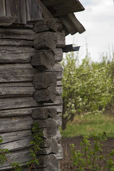 Eski ahşap ev, gri odun duvarlar, bitki dalları, çiçek açan erik, hiç kimse