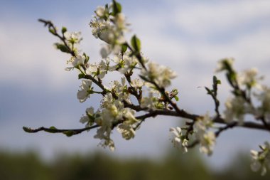 Güzel Apple tomurcukları bulanık bir arka planda yakın plan. Elma ağacının çiçeklerle açtığı dal. Bahar bahçesi. Bulanık arkaplan.