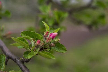 Ağacın kırmızı tomurcukları bulanık arkaplanda. Elma ağacının çiçeklerle açtığı dal. Bahar bahçesi. Bulanık arkaplan.