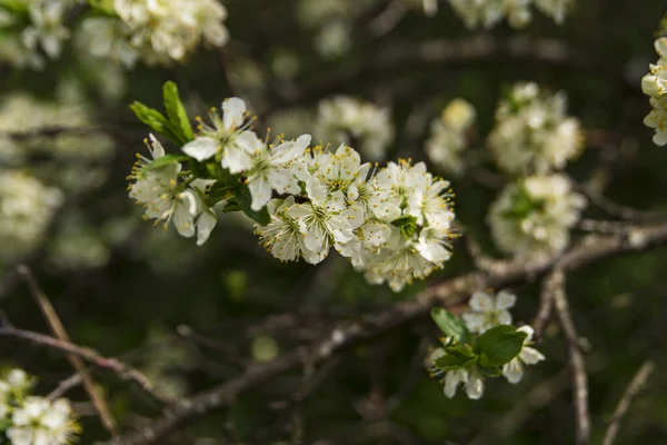 Krásné Apple Pupeny Zblízka Rozmazaném Pozadí Kvetoucí Větev Jabloně Květinami — Stock fotografie