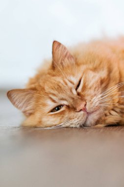 Vidalı gözlü tembel kırmızı kedi