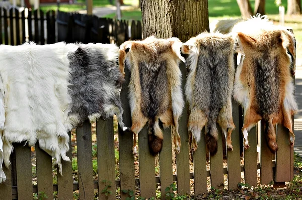 Animali pelliccia per abbigliamento su una recinzione di legno — Foto Stock