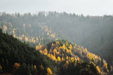 Melez (bitki) ağaçlar ve çam ağaçları Sonbahar sezonu