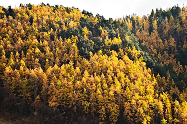 Lariksen en pijnbomen in de herfst seizoen — Stockfoto