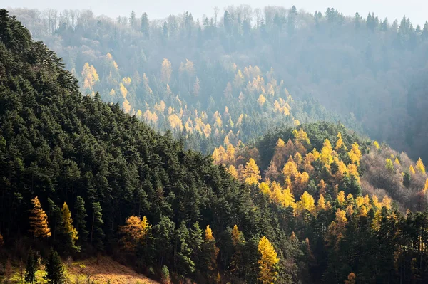 Alerces y pinos en temporada de otoño — Foto de Stock