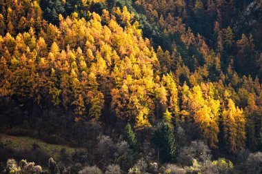 Melez (bitki) ağaçlar ve çam ağaçları Sonbahar sezonu