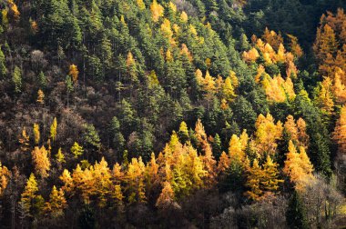 Melez (bitki) ağaçlar ve çam ağaçları Sonbahar sezonu