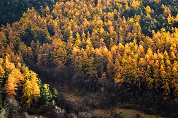 Lariksen en pijnbomen in de herfst seizoen — Stockfoto