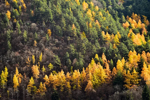 Lariksen en pijnbomen in de herfst seizoen — Stockfoto