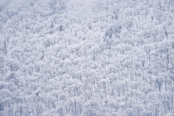 Snowfall over a pine forest — Stock Photo, Image