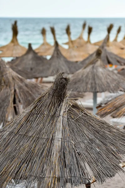 Deniz kenarında Reed şemsiye