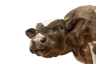 Beyaz izole komik şirin inek. Siyah ve beyaz inek kadar yakın konuşuyor.