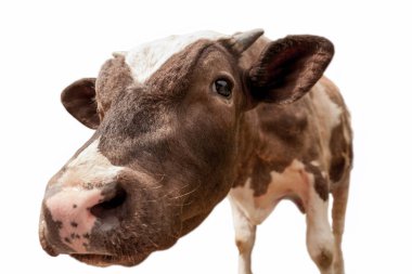 Beyaz izole komik şirin inek. Siyah ve beyaz inek kadar yakın konuşuyor.