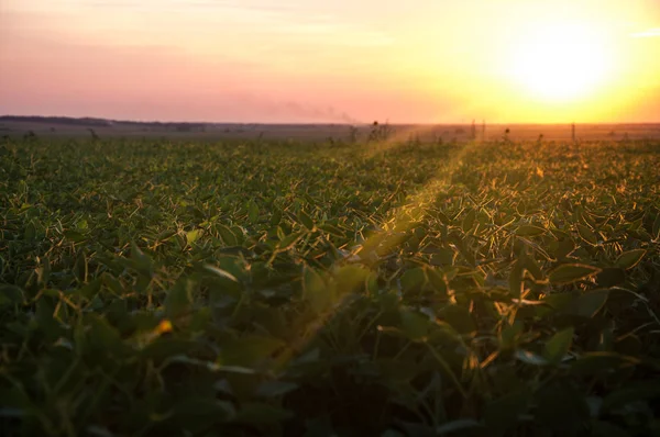 Manzara, güzel güneşli gün batımı bir alan