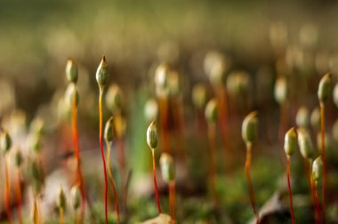 Ormanda sıcak sabah ışık altında güzel kır çiçekleri