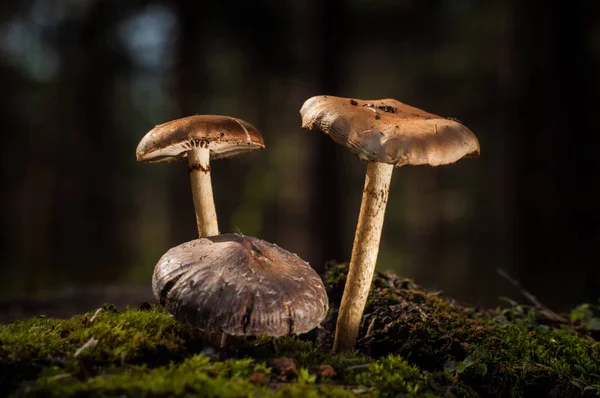 Los hongos en el bosque están iluminados por los rayos de luz del sol — Foto de Stock