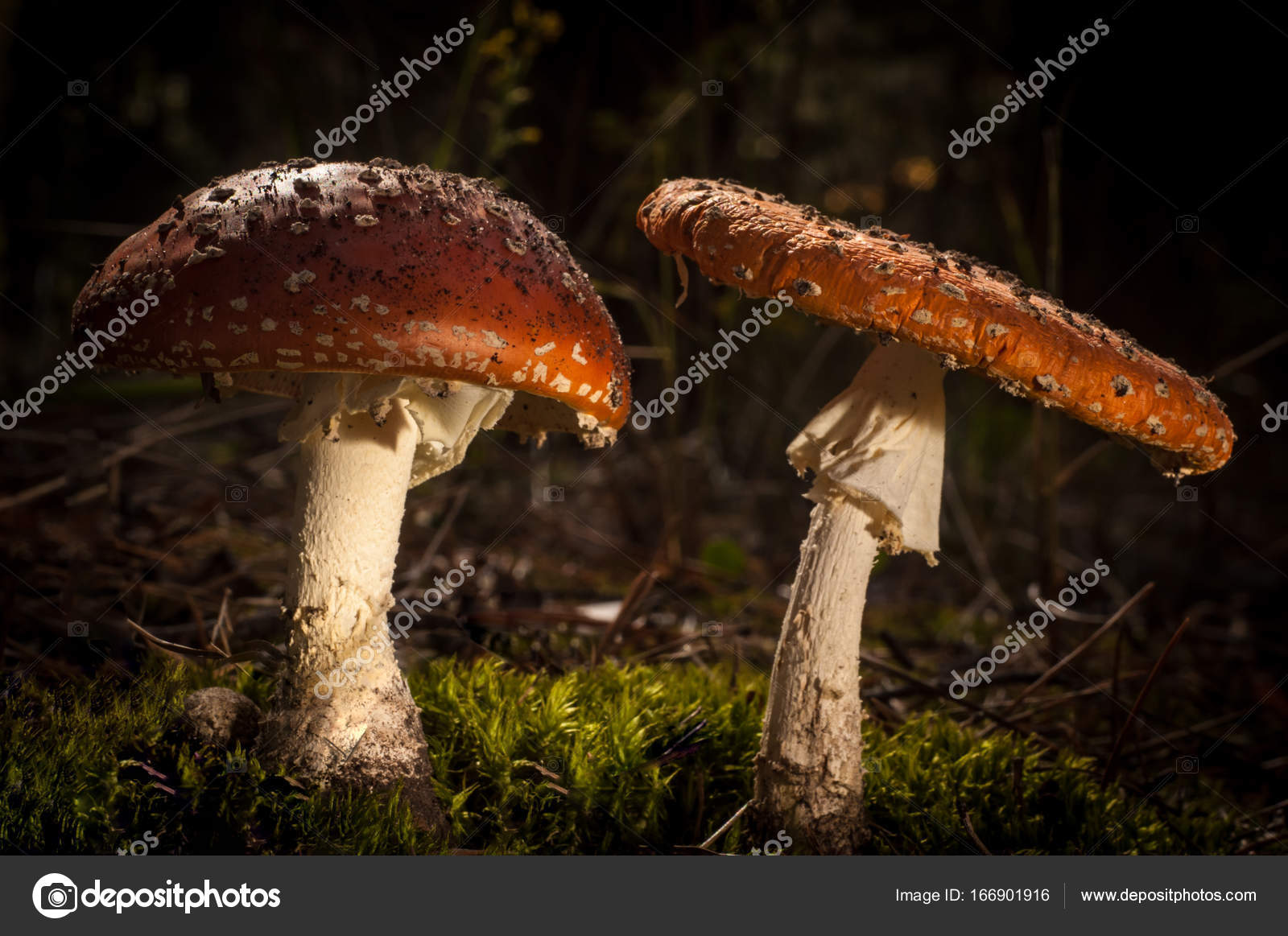 Paddestoelen in het bos worden verlicht door de zonnestralen van het ... Paddestoelen in het bos worden verlicht door de zonnestralen van het ...
