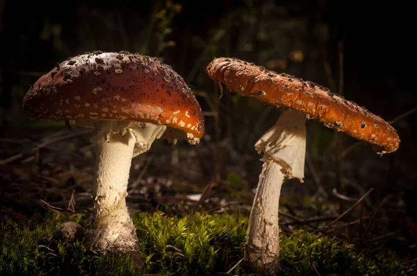 Los hongos en el bosque están iluminados por los rayos de luz del sol — Foto de Stock