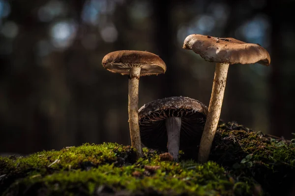 Los hongos en el bosque están iluminados por los rayos de luz del sol — Foto de Stock