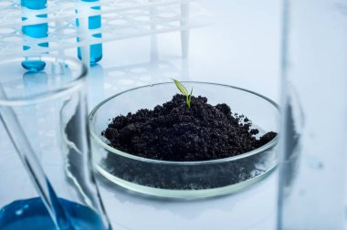 Bilim, biyoloji, ekoloji, araştırma ve insan kavramı - bitki ile petri çanak tutan bilim adamı el kadar yakın ve örnek bio laboratuvar toprak