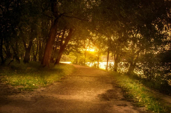 ağaç güneş ışığı ile sonbahar manzarası