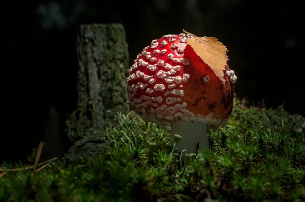 Los hongos en el bosque están iluminados por los rayos de luz del sol — Foto de Stock