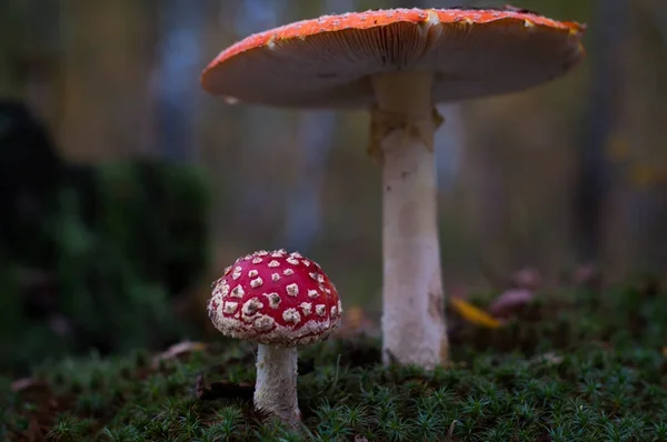 Cogumelos na floresta são iluminados pelos raios de luz do sol — Fotografia de Stock