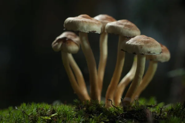 Cogumelos na floresta são iluminados pelos raios de luz do sol — Fotografia de Stock