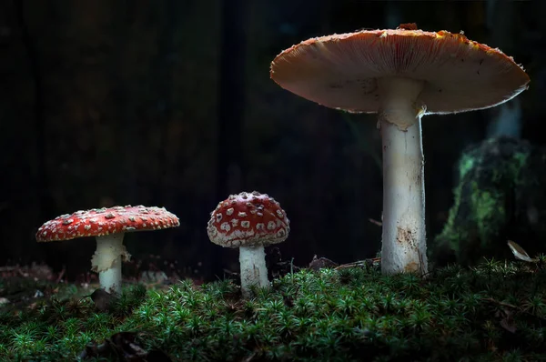 Los hongos en el bosque están iluminados por los rayos de luz del sol — Foto de Stock