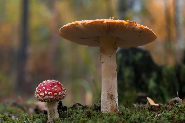 Cogumelos na floresta são iluminados pelos raios de luz do sol — Fotografia de Stock