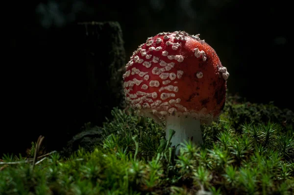 Os cogumelos na floresta são iluminados pelos raios de luz dos sóis — Fotografia de Stock