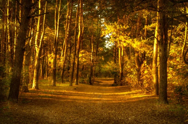 Jesień krajobraz z drzewa w słońcu — Φωτογραφία Αρχείου