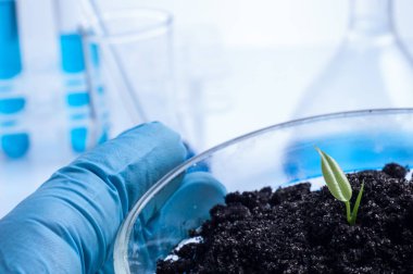 Bilim, biyoloji, ekoloji, araştırma ve insan kavramı - bitki ile petri çanak tutan bilim adamı el kadar yakın ve örnek bio laboratuvar toprak