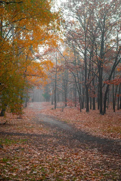 Утренние лучи солнца в осеннем парке — стоковое фото