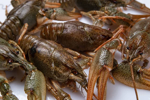 Crayfish. Udang karang segar di atas meja dengan gaya pedesaan, close-up. Penutup lobster Stok Gambar Bebas Royalti