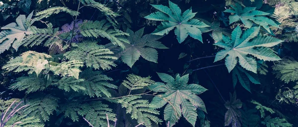 Tropik yapraklar arka planda. Doğal doku duvar kâğıdı.