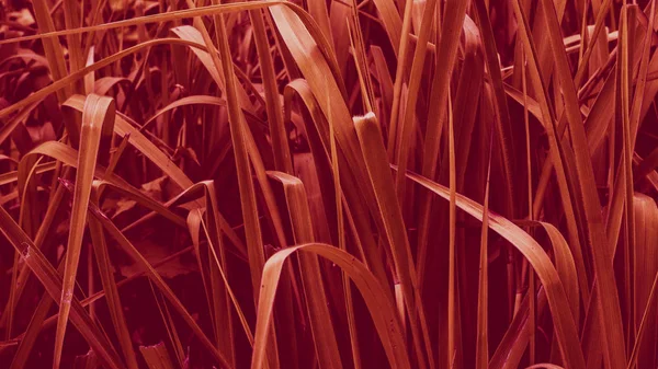 Tropik yapraklar arka planda. Doğal doku duvar kâğıdı.