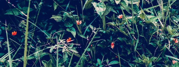 Tropik yapraklar arka planda. Doğal doku duvar kâğıdı.