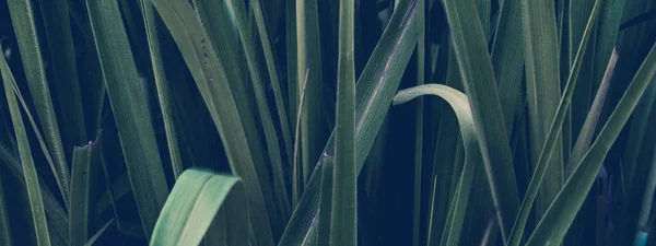 Tropik yapraklar arka planda. Doğal doku duvar kâğıdı.