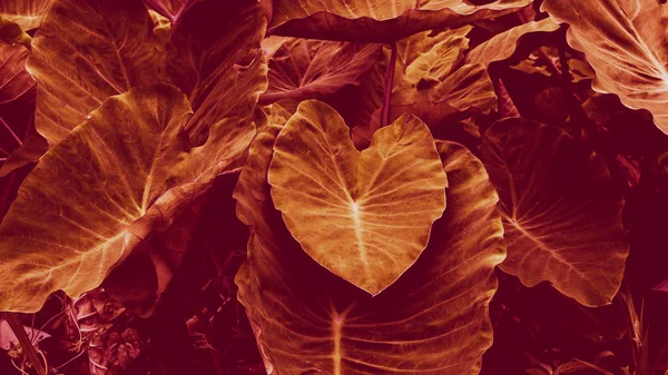 Tropik yapraklar arka planda. Doğal doku duvar kâğıdı.