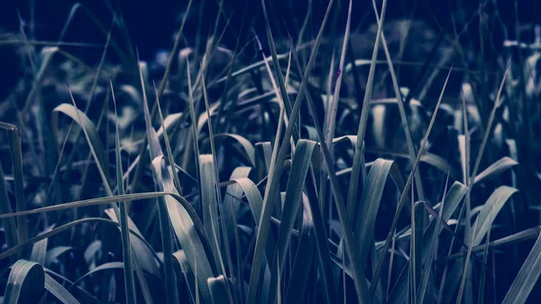 Tropik yapraklar arka planda. Doğal doku duvar kâğıdı.