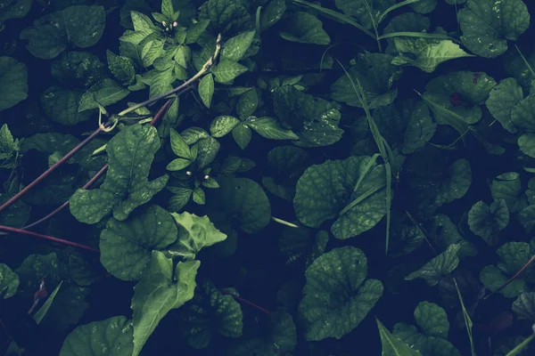 Tropik yapraklar arka planda. Doğal doku duvar kâğıdı.