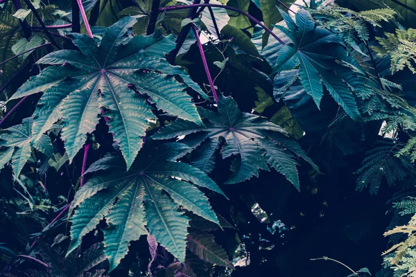 Tropik yapraklar arka planda. Doğal doku duvar kâğıdı.