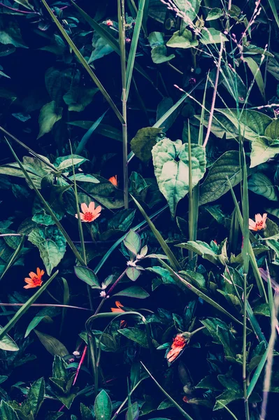 Tropik yapraklar arka planda. Doğal doku duvar kâğıdı.